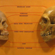 Image for article titled Our brains are shrinking...and why this actually means we're getting smarter